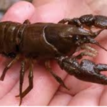 White Clawed Crayfish on person's hand