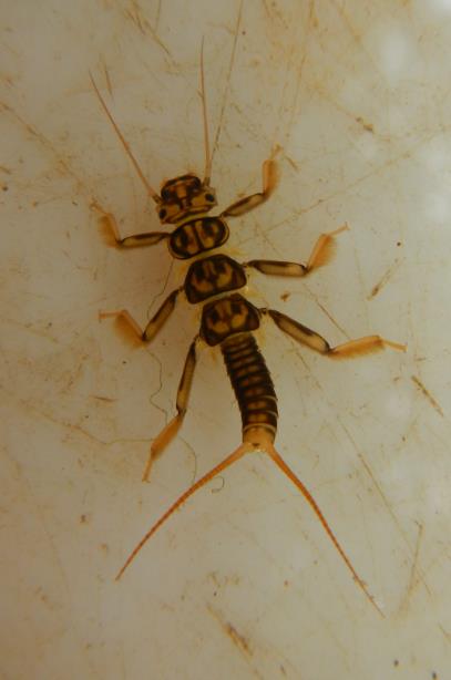 Perla Bipunctata - pollution sensitive stonefly Photo: Ruth Little